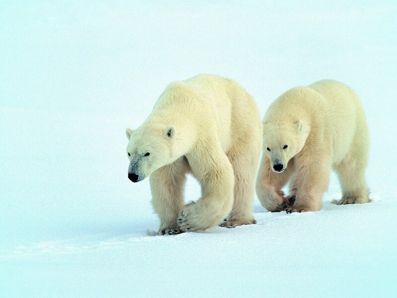 Polar Bears Walking — White