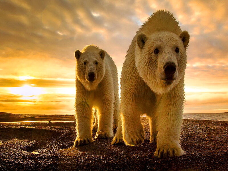 Polar Bears Walking — Yellow