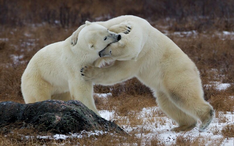 Polar bears wrestling in tundra