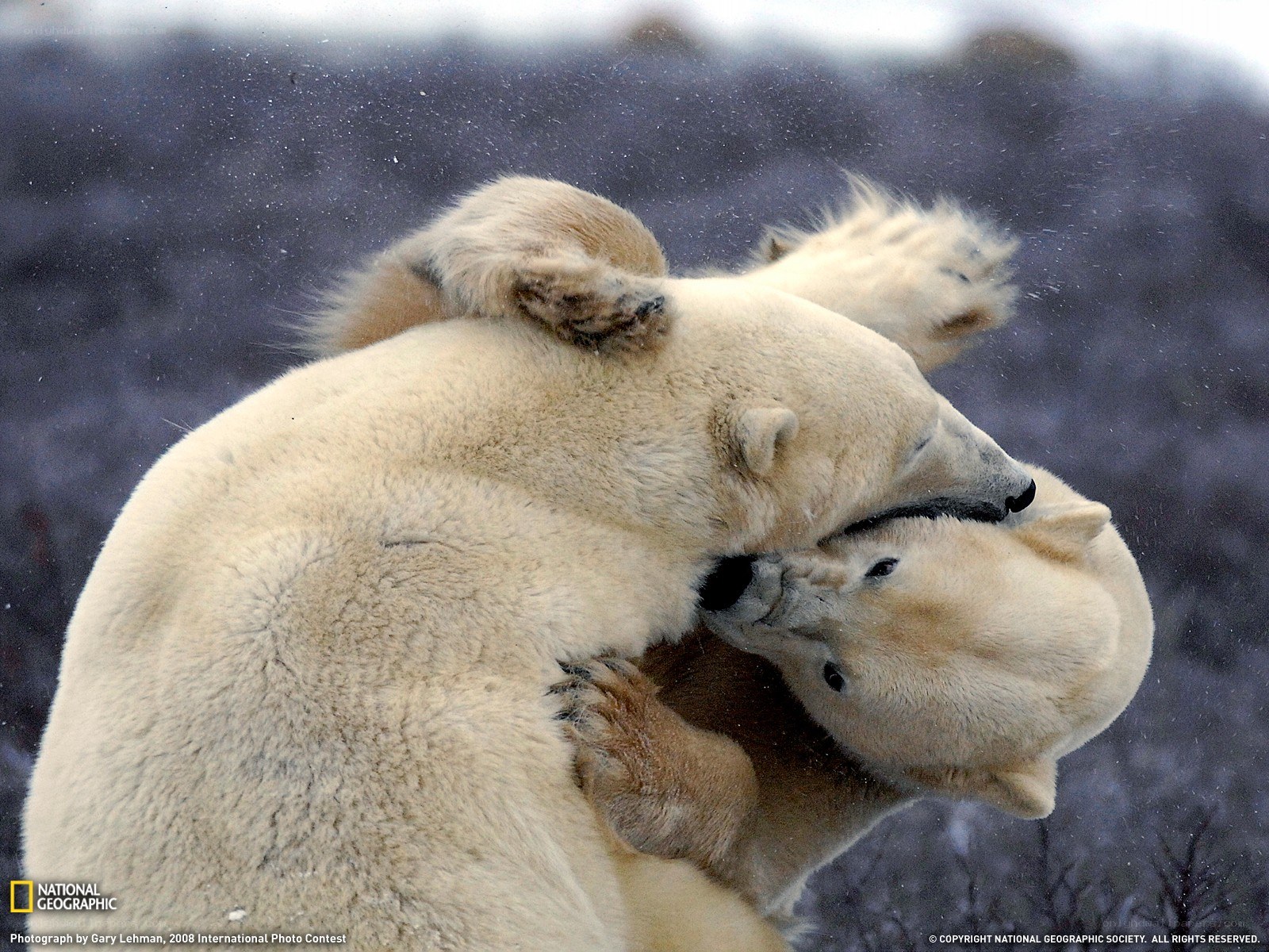 Polar bears wrestling