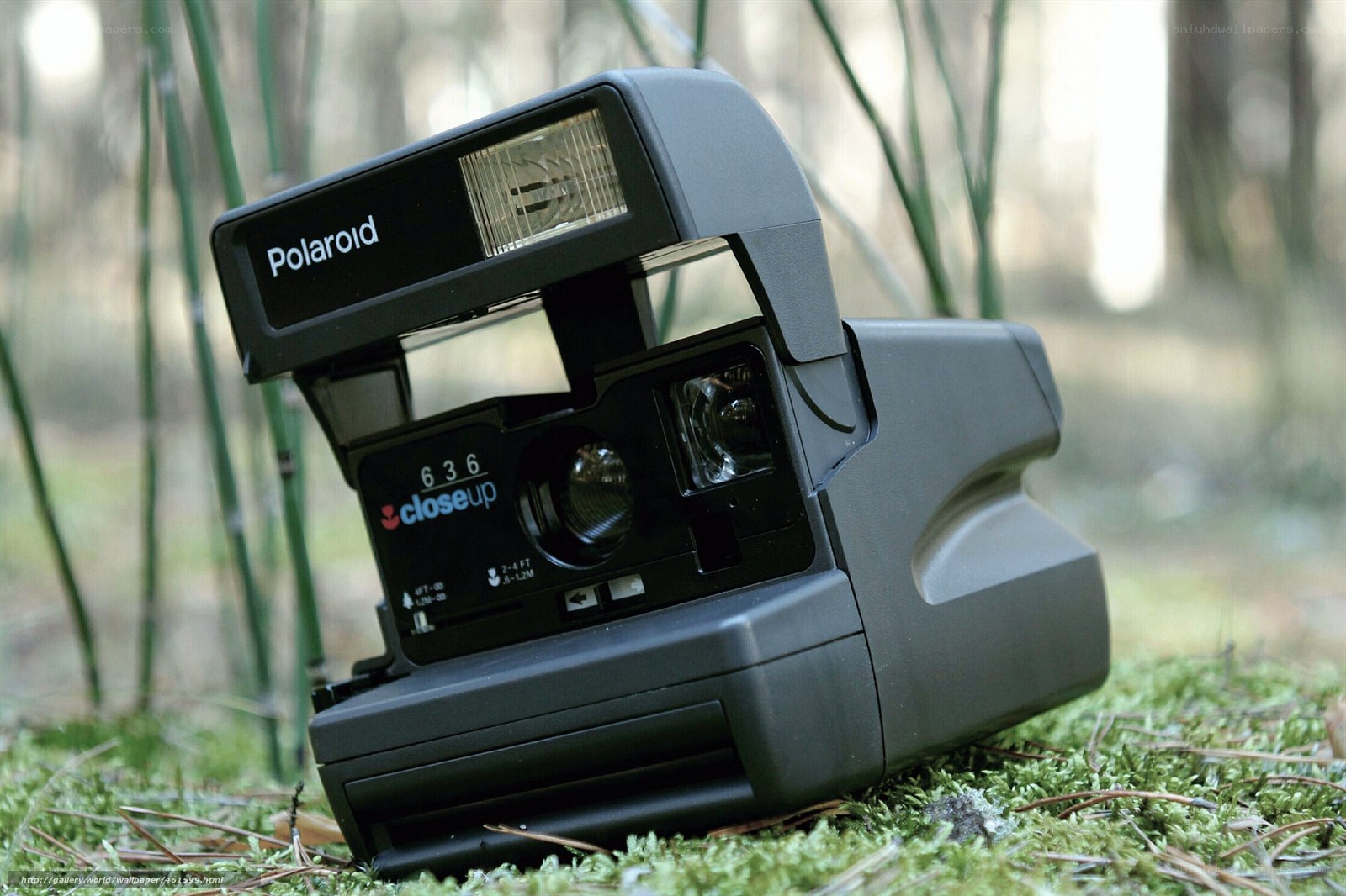 Polaroid 636 camera in forest
