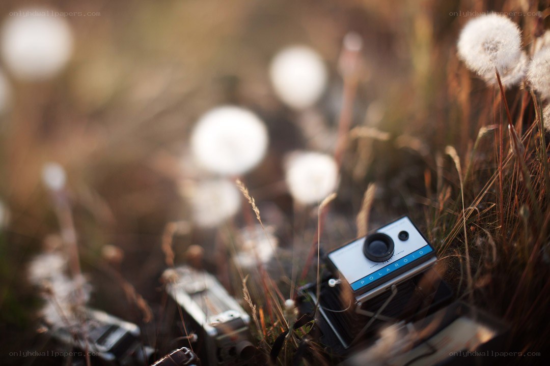 Polaroid camera in dandelion field