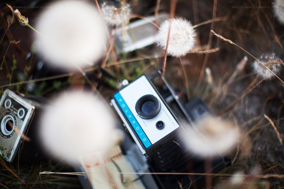 Polaroid camera in dandelion field