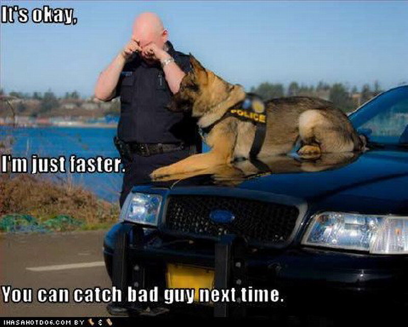 Police Dog on Car