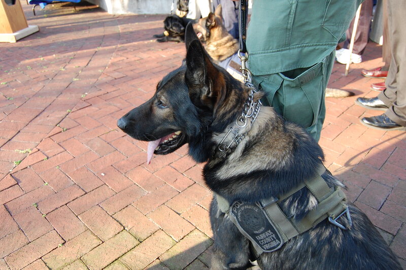 Police Dog on Leash