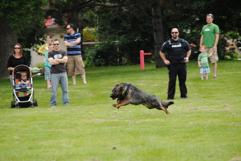 Police Dog Running