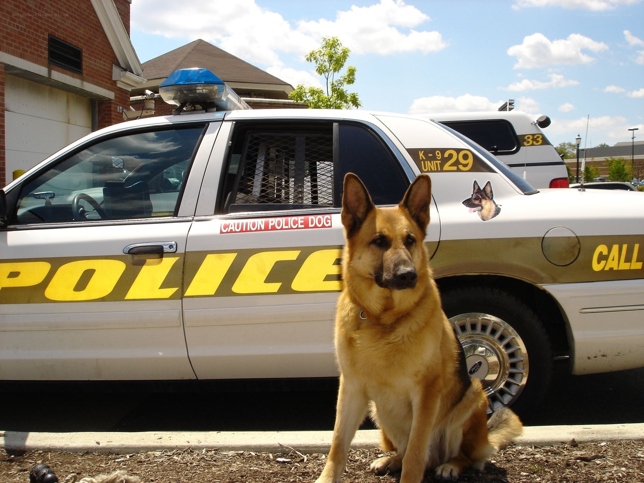 Police dog with patrol car