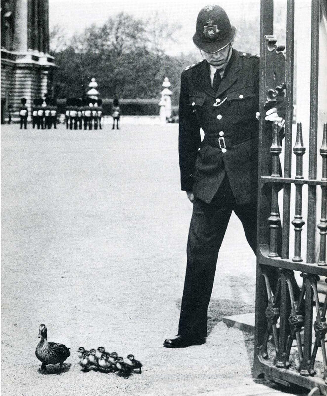 Police officer with ducklings