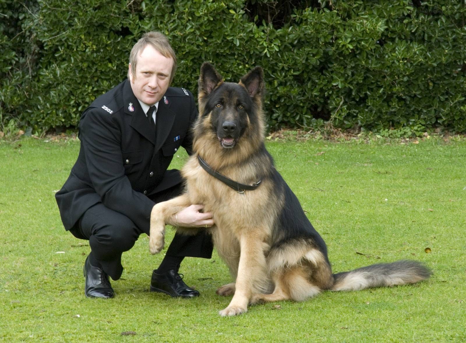 Police officer with German Shepherd