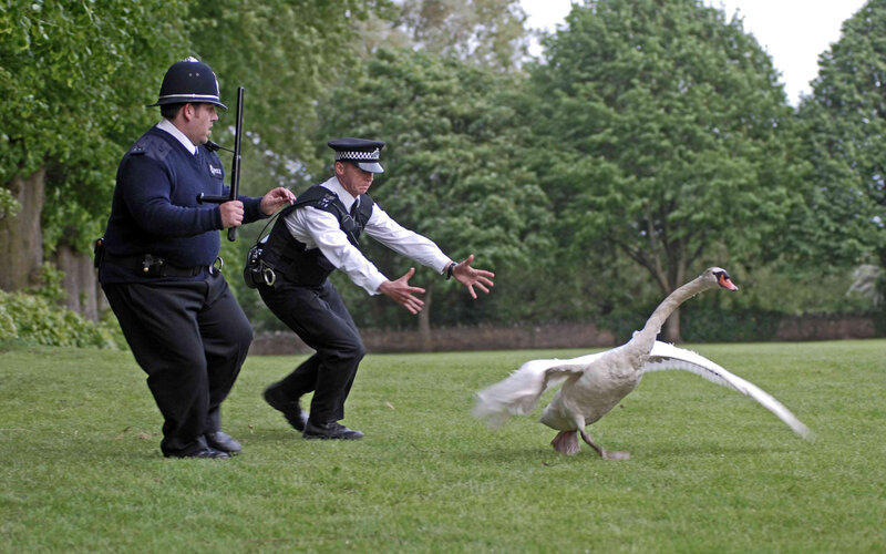 Police officers chasing a swan