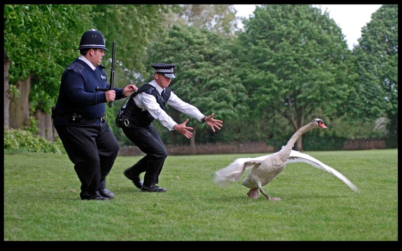 Police officers confronting a swan