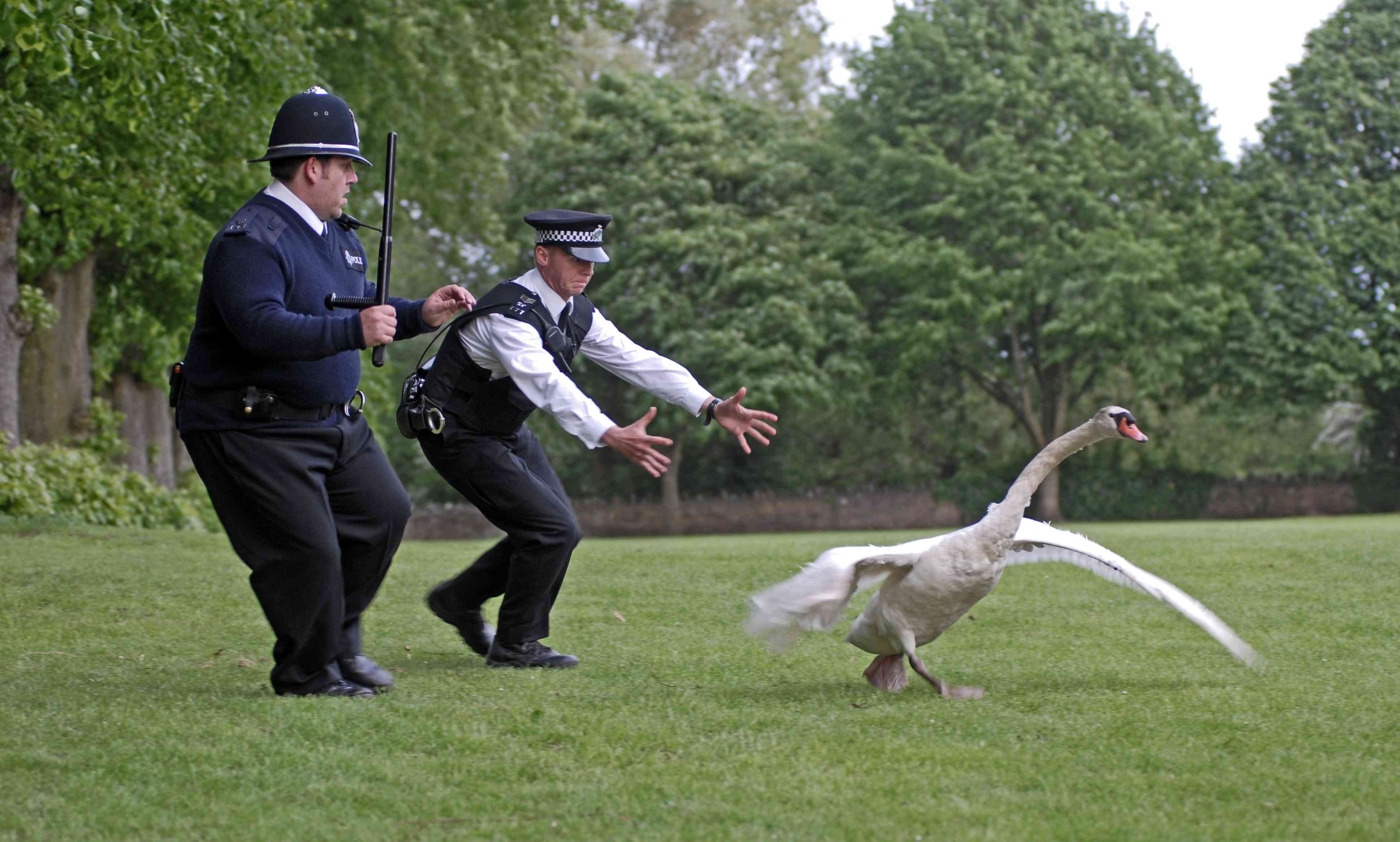 Police officers confronting a swan