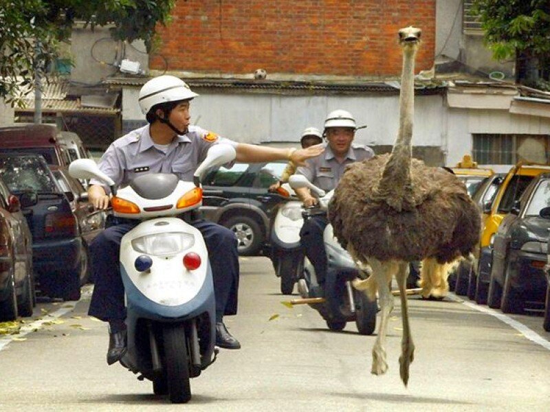 Police officers with an ostrich