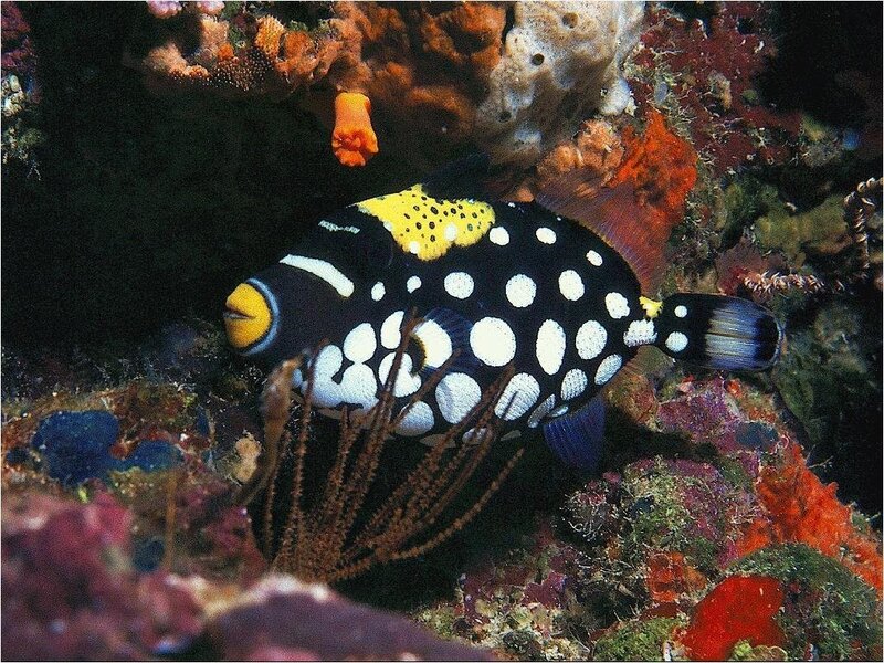 Polka-dot fish on coral reef
