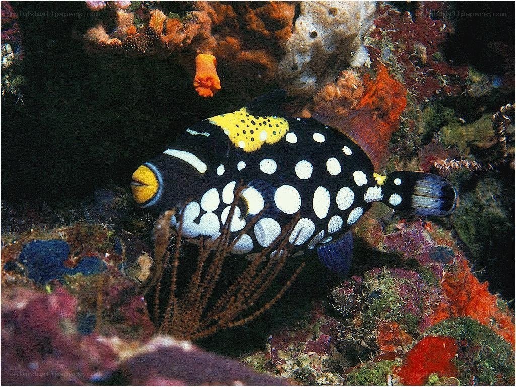 Polka-dot fish on coral reef