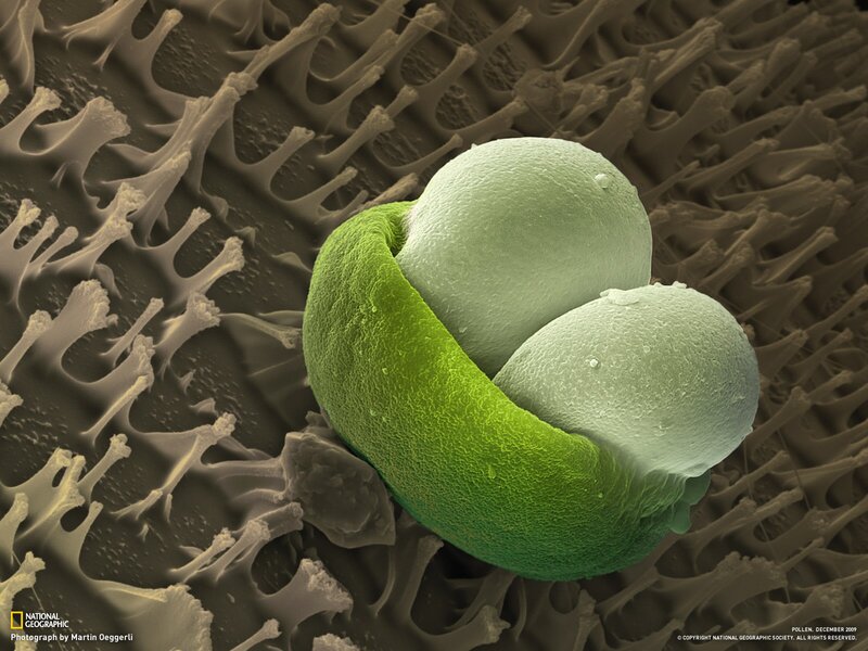 Pollen Grain on Surface