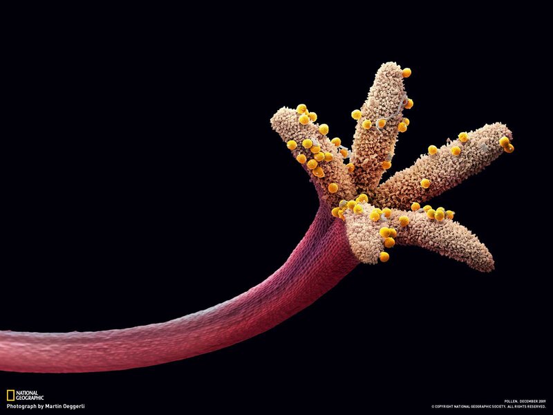 Pollen Grain