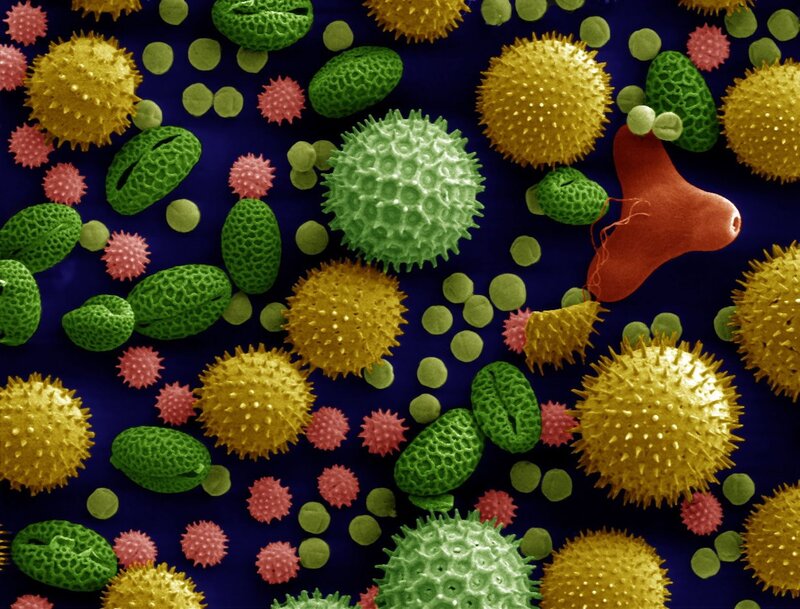 Pollen Grains and Spores