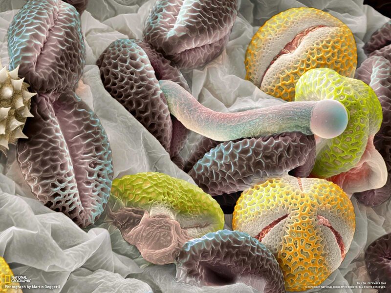 Pollen Grains and Tube