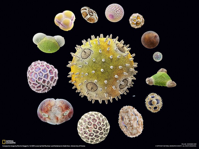 Pollen Grains