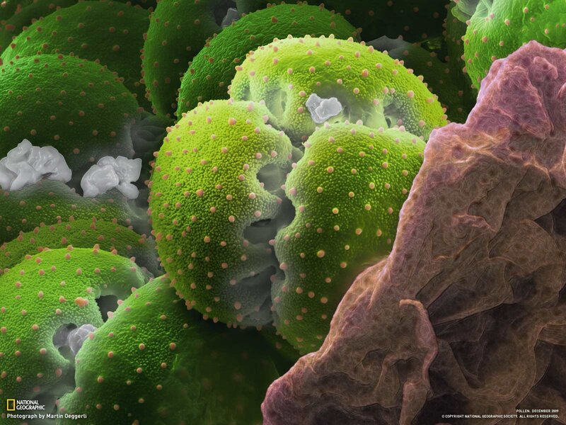 Pollen Grains under Microscope — Green, Scientific