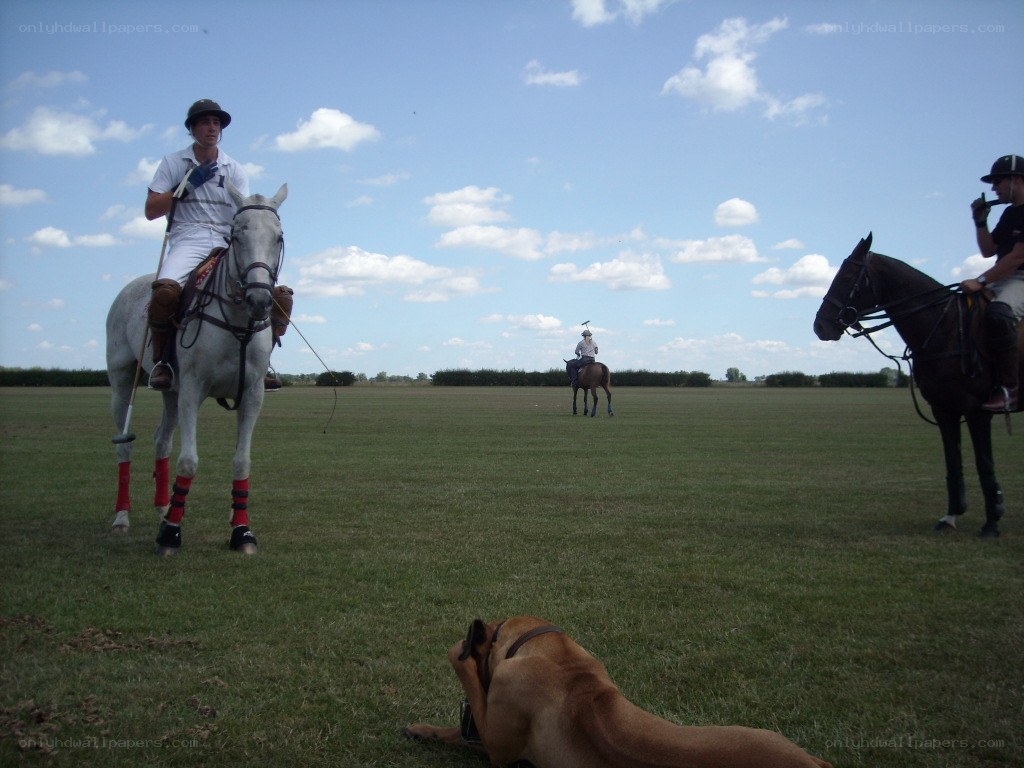 Polo players on a field