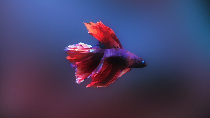 Polygonal Betta Fish
