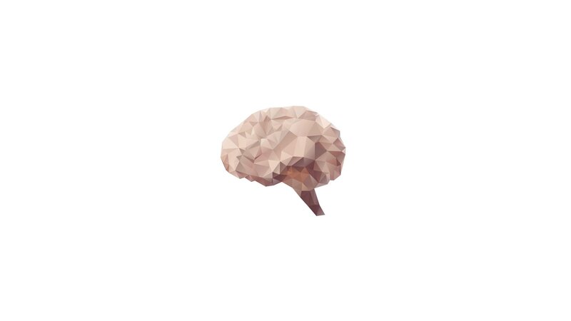 Polygonal Brain Model