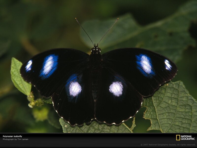 Polynesian butterfly on leaf