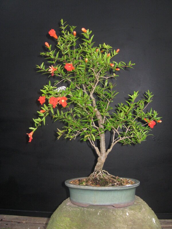 pomegranate bonsai tree