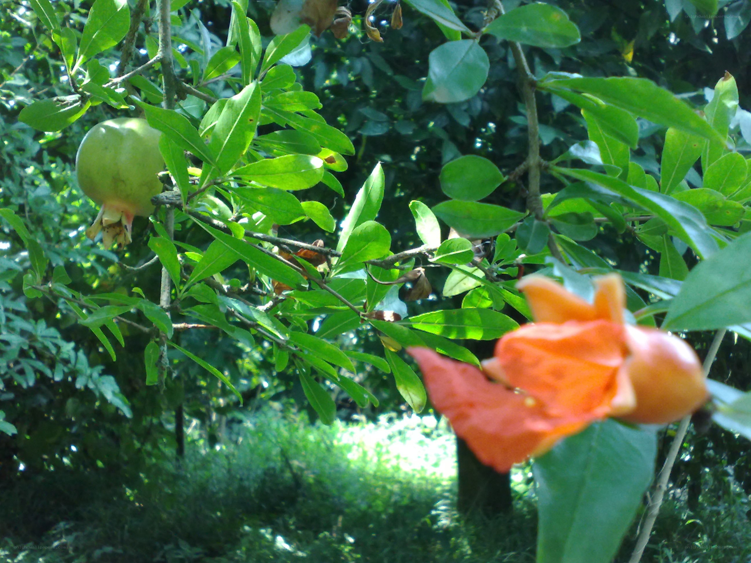 Pomegranate flower and fruit