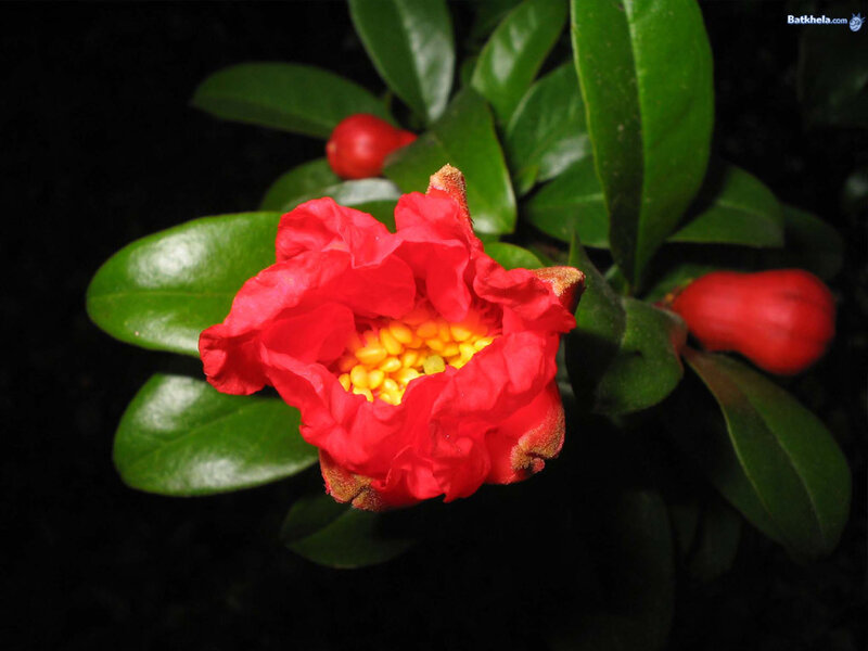 Pomegranate Flower and Fruit — Red, Dramatic