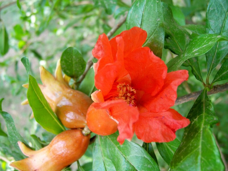 Pomegranate Flower and Fruit — Red, Natural