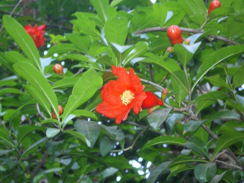 Pomegranate Flower and Fruit — Red