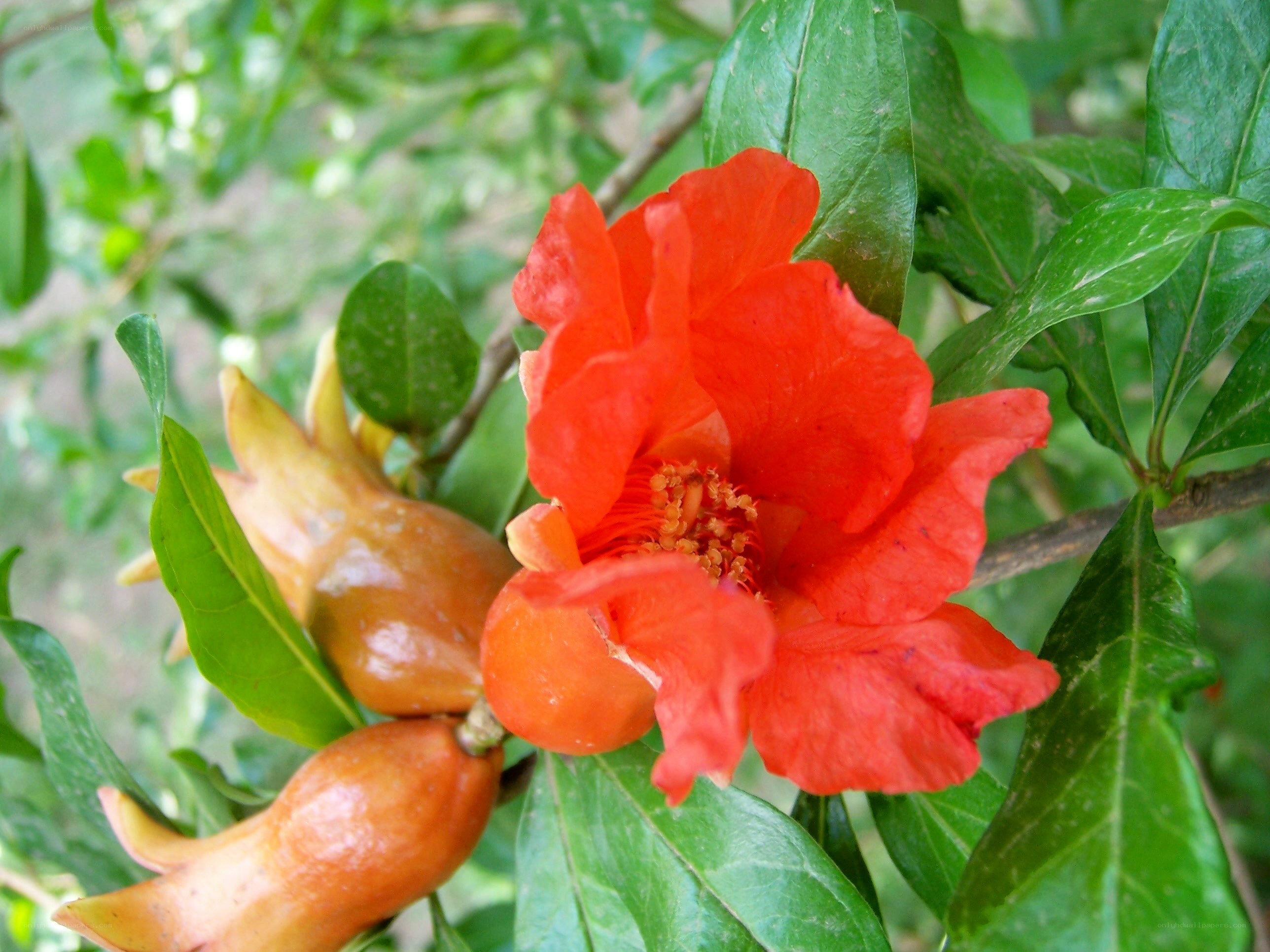 Pomegranate flower and fruit