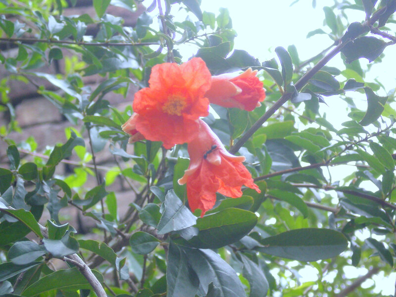 Pomegranate flower with ant