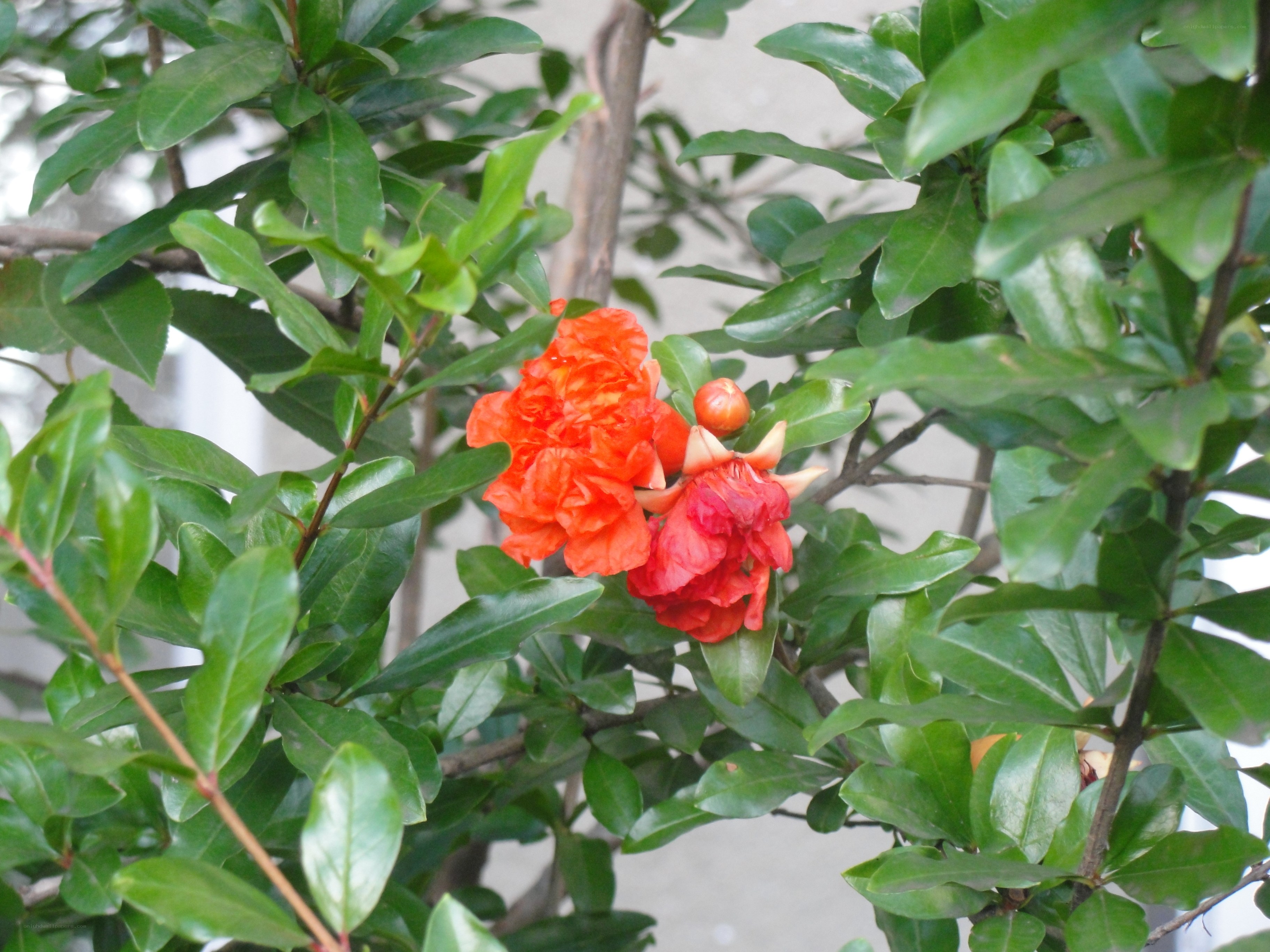 Pomegranate flowers in bloom