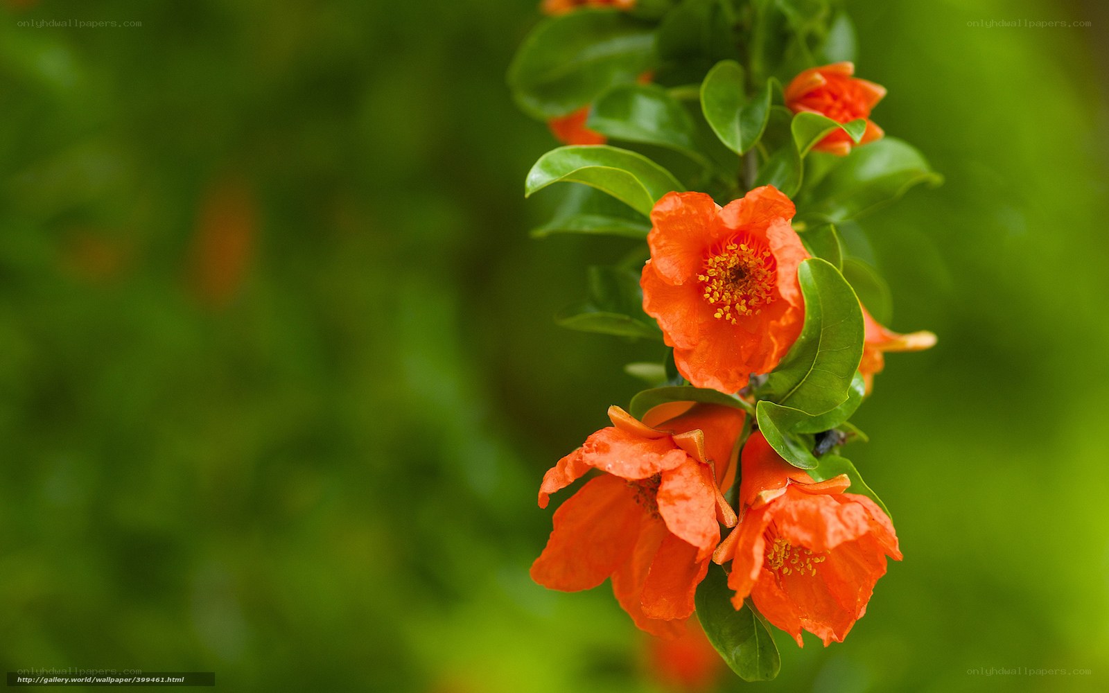 Pomegranate flowers in bloom