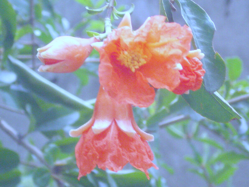 Pomegranate flowers on a branch