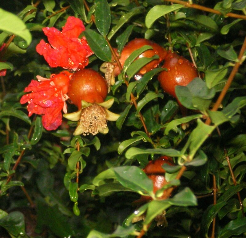 Pomegranate Fruit and Flowers