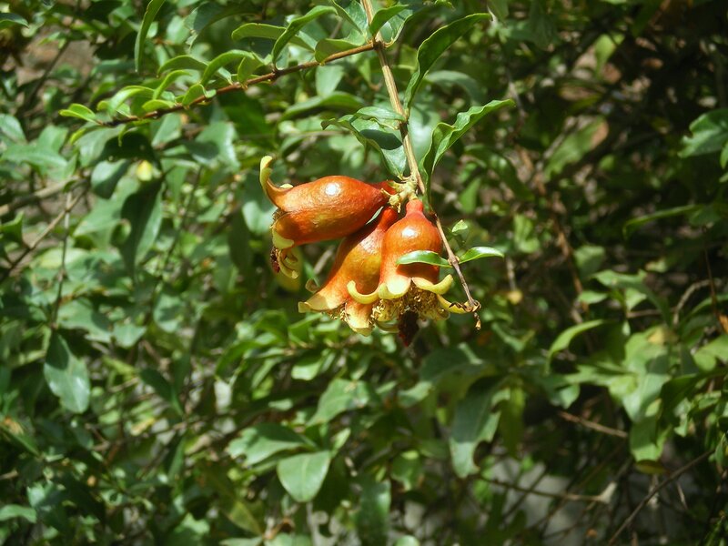 Pomegranate fruit on a tree