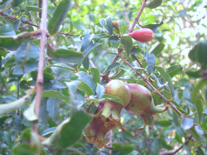 Pomegranate Fruits on Tree