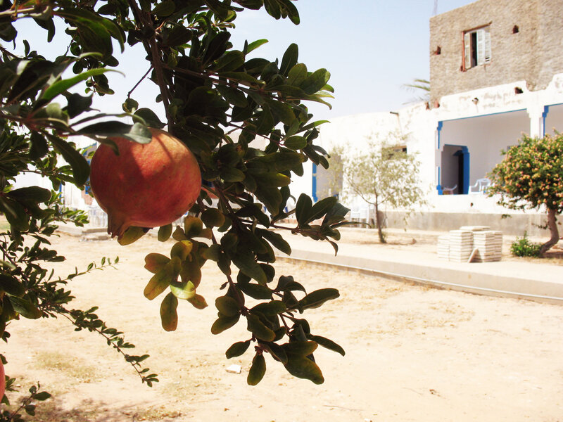 Pomegranate on Tree Branch