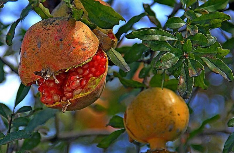 Pomegranate on Tree