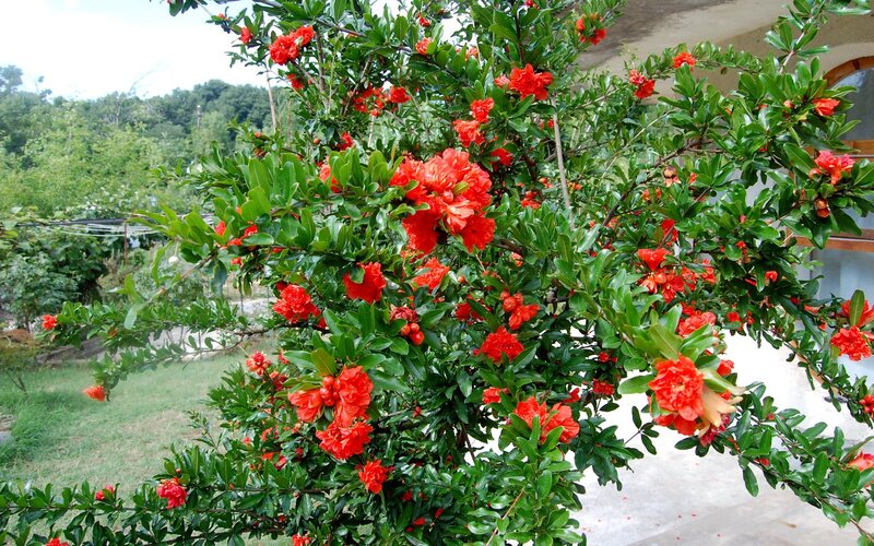 Pomegranate tree in bloom
