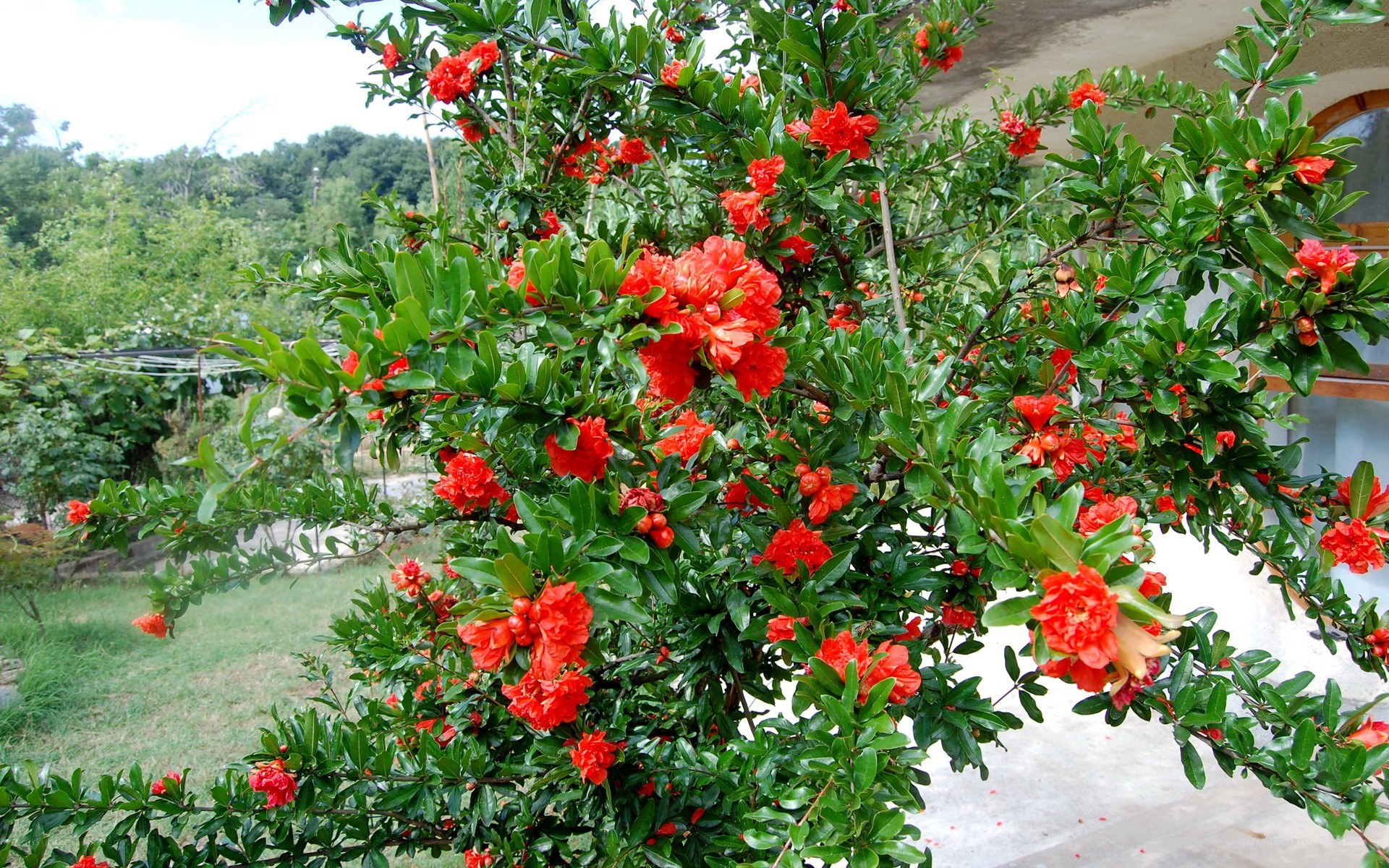 Pomegranate tree in bloom