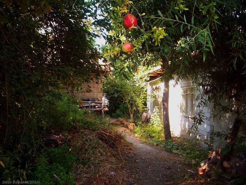 Pomegranate Tree in Garden