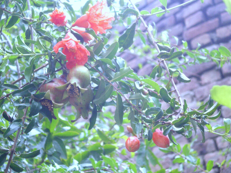 Pomegranate tree with flowers and fruit