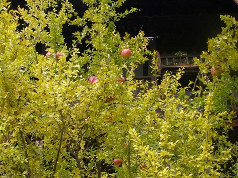 Pomegranate Tree with Fruit