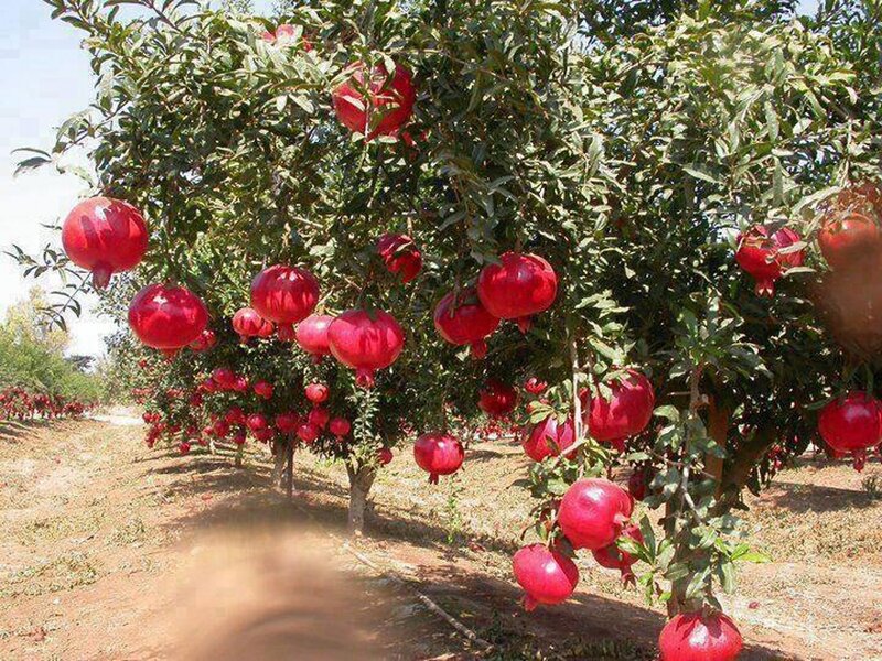 Pomegranate Trees in Orchard